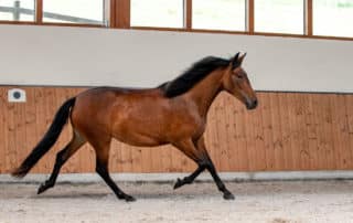 Spanische Pferde kaufen - Novia